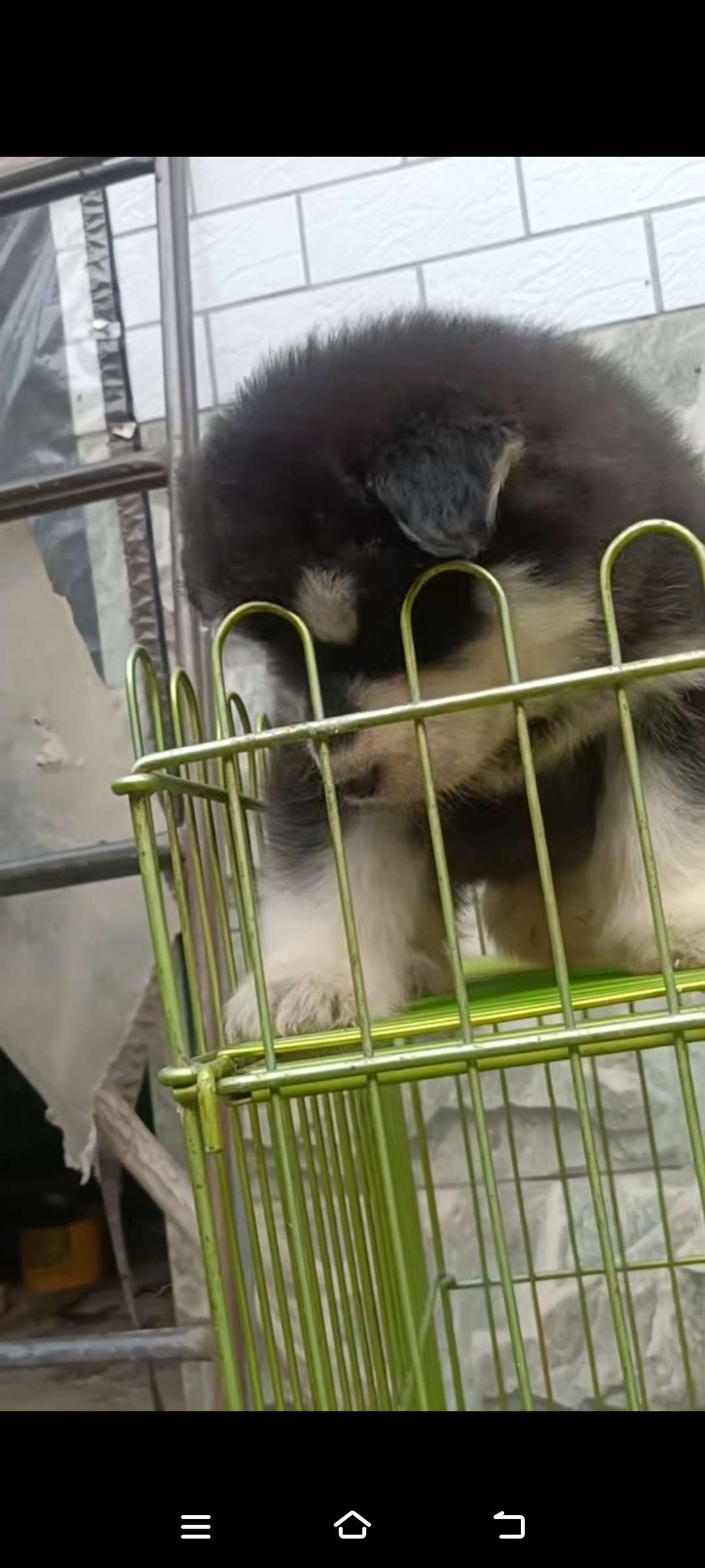 出售自家繁殖的熊版黑十字阿拉斯加幼犬两公两母标价就是卖价